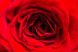 Red rose macro photo