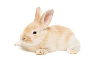 rabbit on a white background photo