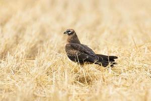 Circus pygargus on the wheat field photo