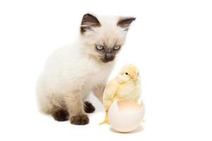 kitten and chick photo