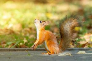 Squirrel in the autumn park photo