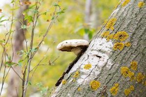 Fungus on a broken tree photo