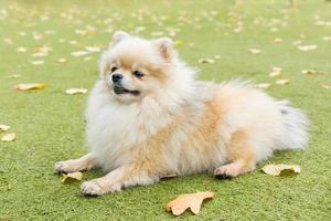 Little dog lying on the grass photo