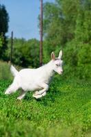 goat in a field of wheat photo