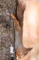 squirrel on the tree in winter photo