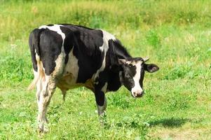 bull on grass photo