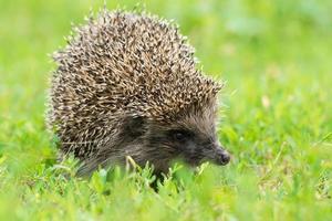 hedgehog on the grass photo