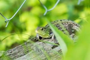 Green lizard on a log photo
