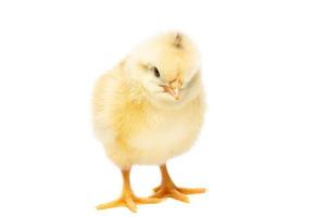 Chicken on white background photo