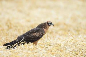 Circus pygargus on the wheat field photo