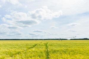 Beautiful wheat field photo