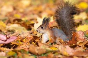 ardilla en el parque de otoño foto