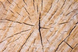 wood background texture photo