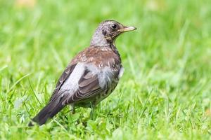 Thrush grasslander on the grass photo