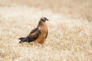 Circus pygargus on the wheat field photo