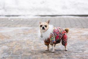 Chihuahua suit in winter photo