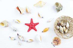 seashells and starfish photo