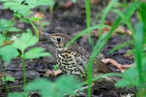 Thrush grasslander on grass photo