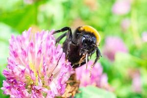 bumblebee on a clover photo