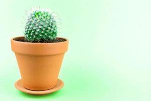 Cactus on a green background photo
