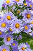 flowers asters in the garden photo