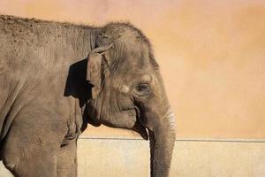 elefante en el zoológico foto