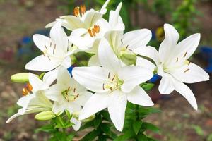 Lilies in the garden photo