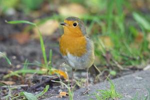 robin on grass photo