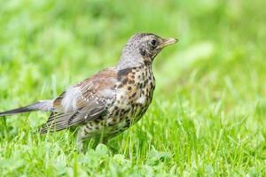 Thrush grasslander on the grass photo