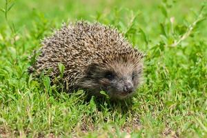 hedgehog on the grass photo