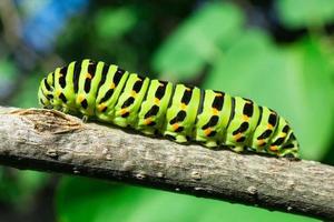 Green caterpillar on lilac leaf photo