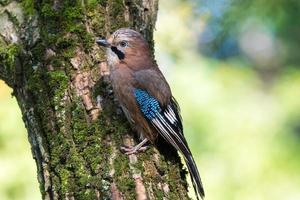 garrulus glandarius en una rama foto