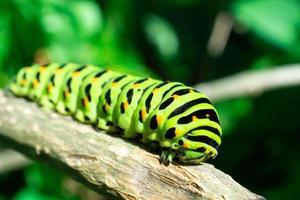 Green caterpillar on lilac leaf photo