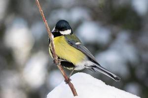 el parque de aves en invierno foto