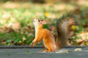 Squirrel in the autumn park photo