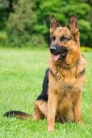 dog on the grass photo