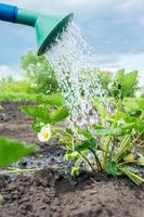 watering strawberry bush photo