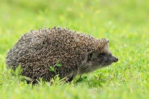 hedgehog on the grass photo