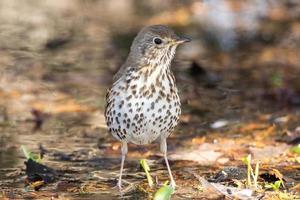 song thrush on the ground photo