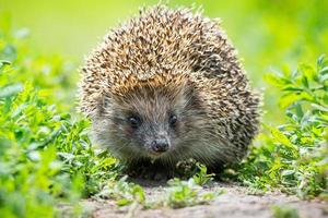 hedgehog on the grass photo