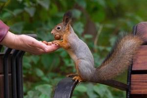 Squirrel eats nuts photo