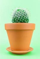 cactus sobre un fondo verde
