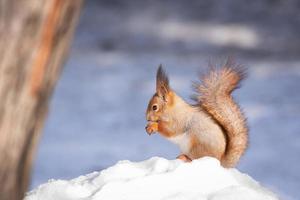 squirrel snow winter photo