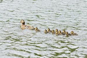 duck with ducklings in the pond photo