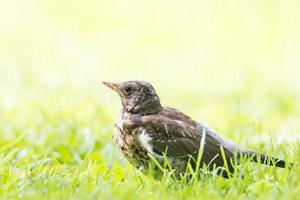 Thrush grasslander on the grass photo