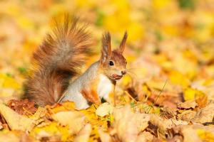 Squirrel in the autumn park photo