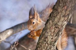 Squirrel tree in winter photo