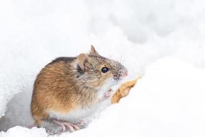 mouse snow winter photo