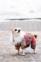 Chihuahua suit in winter photo