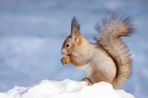 ardilla nieve invierno foto